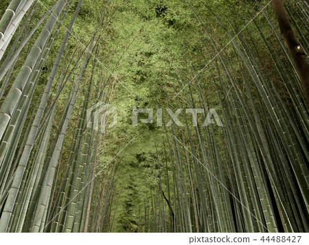 Arashiyama Hanatouro Bamboo forest road light up Arashiyama Hanatouro Bamboo forest road light up 44488427