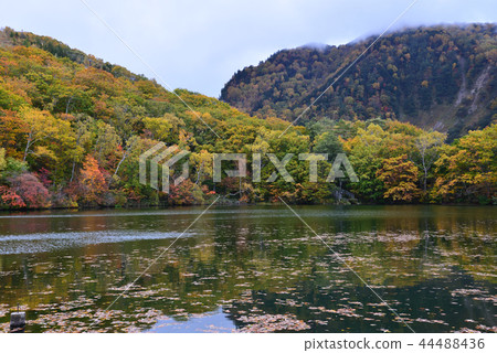 Shiga Kogen autumn leaves # 34 Shiga Kogen autumn leaves # 34 44488436