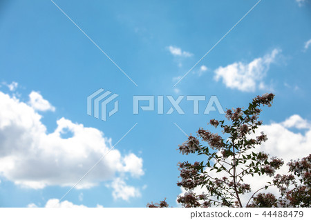 Sky and tree leaves Sky and tree leaves 44488479