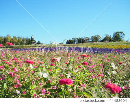 Hokkaido nice flower field Hokkaido nice flower field 44488604