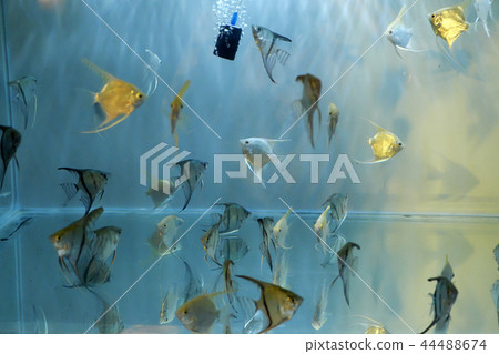 ornamental fish in aquarium ornamental fish in aquarium 44488674