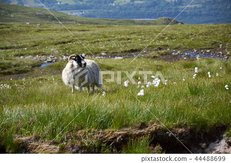 Scottish Blackface Sheep with mountains, Scotland 44488699