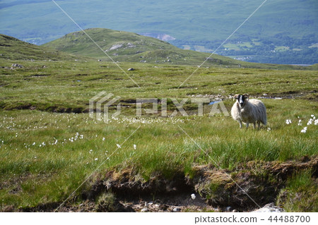 Scottish Blackface Sheep with mountains, Scotland Scottish Blackface Sheep with mountains, Scotland 44488700