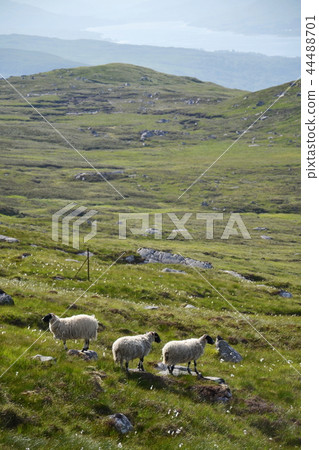 Scottish Blackface Sheep with mountains, Scotland Scottish Blackface Sheep with mountains, Scotland 44488701