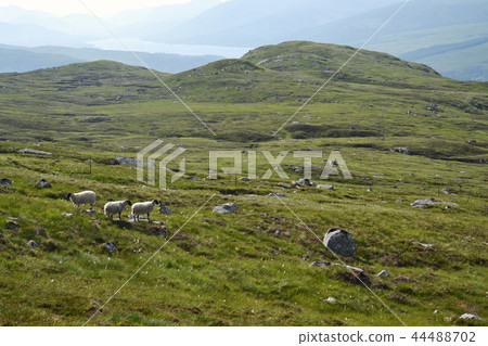 Scottish Blackface Sheep with mountains, Scotland Scottish Blackface Sheep with mountains, Scotland 44488702