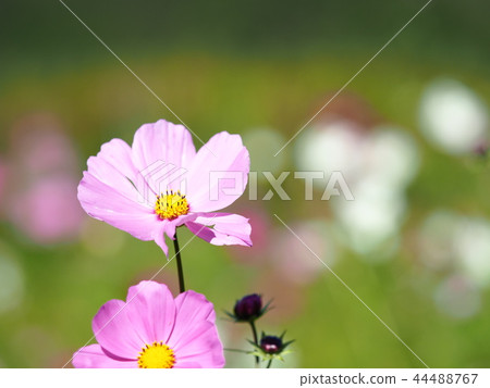 Cute cosmos flower Cute cosmos flower 44488767