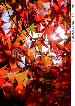 秋天的落葉 44488784