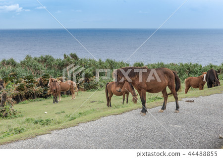 Yonaguni horse 44488855