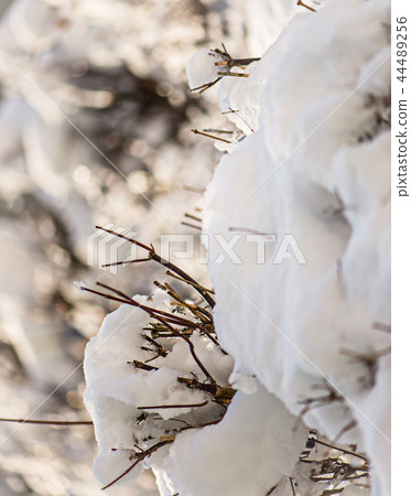 blur winter background with snow on branches 44489256