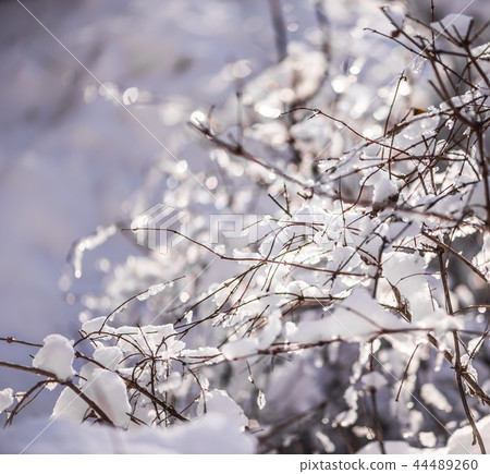 blur winter background with snow on branches 44489260