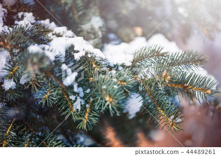blur winter background with snow on eve branches 44489261