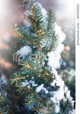 blur winter background with snow on eve branches 44489262