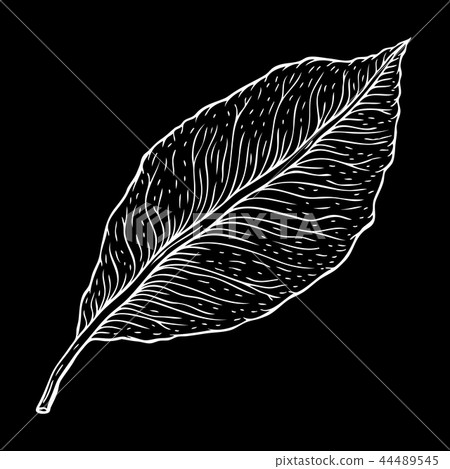 Beautiful detailed leaf. Botanical Hand drawn realistic Vector illustration Beautiful detailed leaf. Botanical Hand drawn realistic Vector illustration 44489545