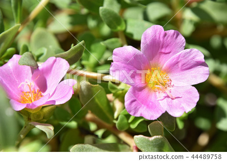 Porchula (flower sliding hui) Porchula (flower sliding hui) 44489758