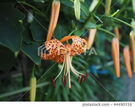 Oni lily 44490316