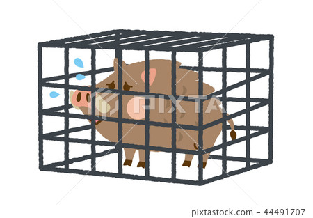 Boar capture Boar capture 44491707