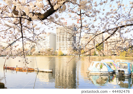 Shinobazu Pond 44492476