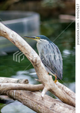 Young Grey Heron close-up portrait 44492627