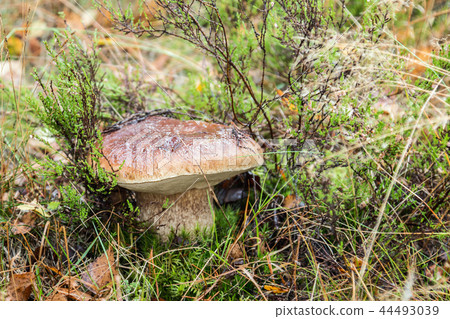 large white mushroom grows among the grass  44493039