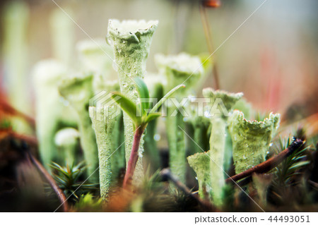 Close up of Cyan lichen and other lichens grow   44493051