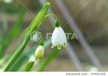 lily of the valley 44493108