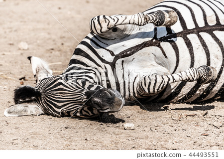 Zebra wallowing on the dusty ground. Funny animal. Africa 44493551