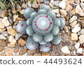 Pink flower of cactus 44493624
