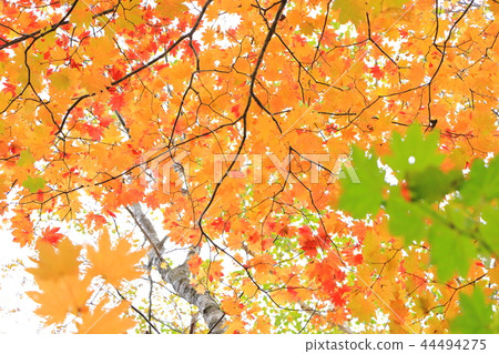 Autumn leaves design Hokkaido landscape Autumn leaves design Hokkaido landscape 44494275