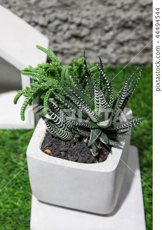 Small cactus succulents in pot. 44494544