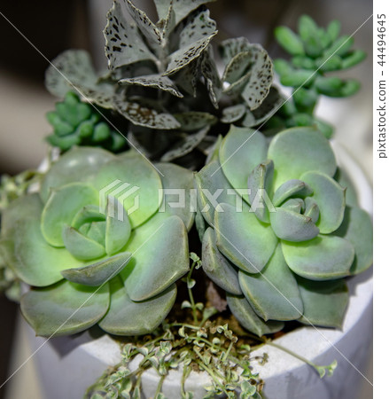 Collection of small cactus succulents in pot. Collection of small cactus succulents in pot. 44494645