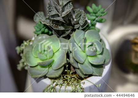 Collection of small cactus succulents in pot. 44494646