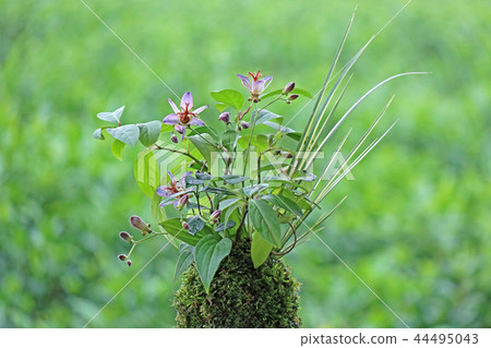 Making jasper with grass bonsai 44495043