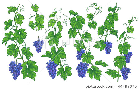 Grape Branches with Ripe Berries 44495079