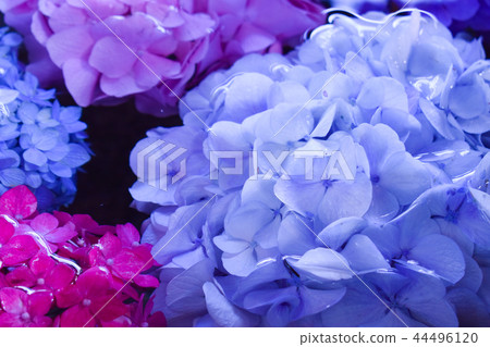 水和繡球花 44496120