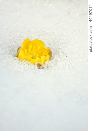 雪和Fukujusou花 雪和Fukujusou花 44497054