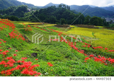 九月秩父46 Terakasaka Tanada和簇花 44497303