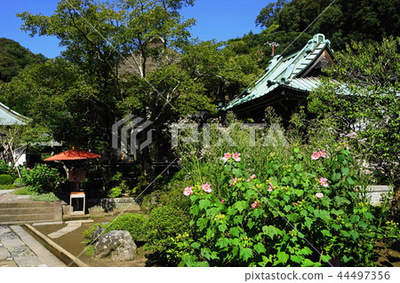 September Shion and Fuyou of Kamakura 574 Kaisoji September Shion and Fuyou of Kamakura 574 Kaisoji 44497356