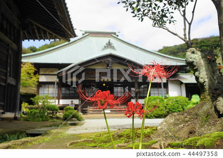 The cluster amaryllis of Kamakura 571 Kaisoji Temple in September 44497358