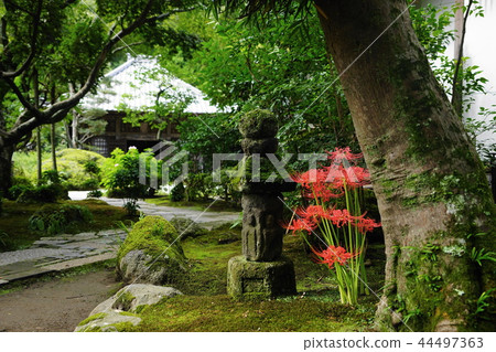The cluster amaryllis of Kamakura 568 Kaizoji in September 44497363