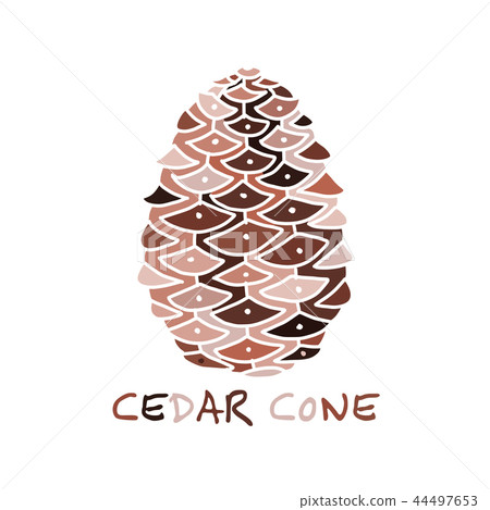 Cedar cone, sketch for your design 44497653