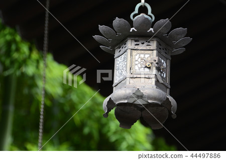 Hase-dera寺的鎌倉繡球花 44497886