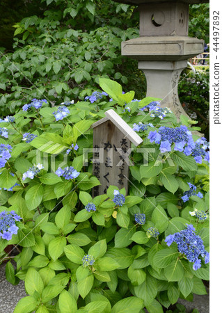 Hase-dera寺的鎌倉繡球花 44497892