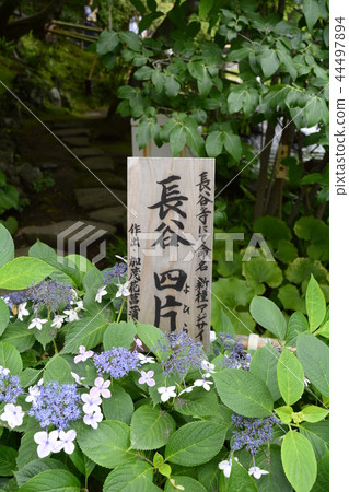 Hase-dera寺的鎌倉繡球花 44497894