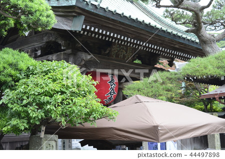 Hase-dera寺的鎌倉繡球花 44497898