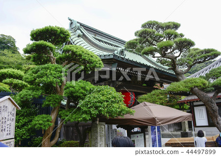 Hase-dera寺的鎌倉繡球花 44497899