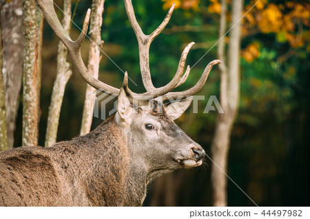 Belarus. Male European Red Deer Or Cervus Elaphus In Autumn Fore Belarus. Male European Red Deer Or Cervus Elaphus In Autumn Fore 44497982