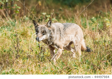 Belarus. Forest Eurasian Wolf - Canis Lupus Running In Natural E Belarus. Forest Eurasian Wolf - Canis Lupus Running In Natural E 44497984