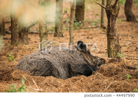 Belarus. Wild Boar Or Sus Scrofa, Also Known As The Wild Swine, Belarus. Wild Boar Or Sus Scrofa, Also Known As The Wild Swine, 44497990