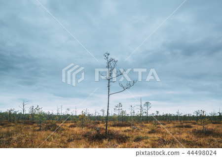Berezinsky, Biosphere Reserve, Belarus. Autumn Landscape With Ma 44498024