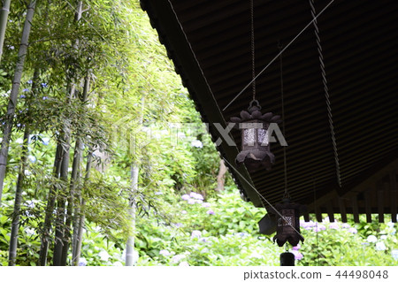 Hase-dera寺的鎌倉繡球花 44498048